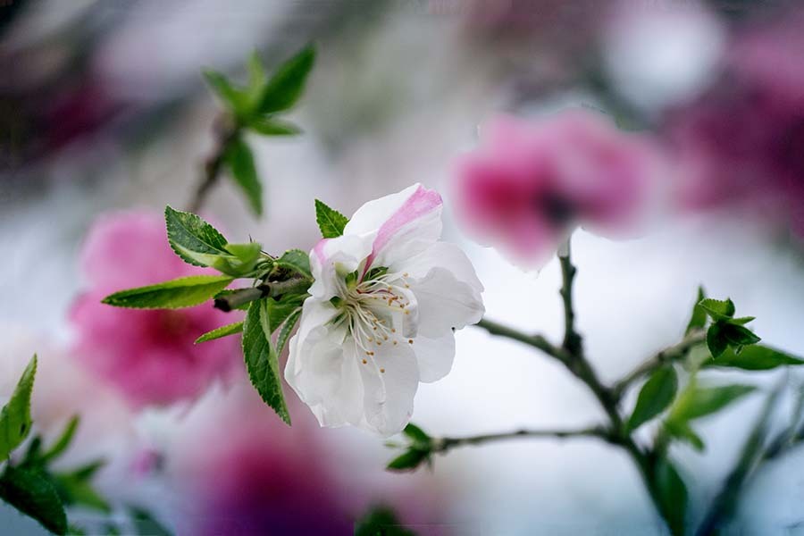 春は恵む 花桃DSC02977 by Binshow (ID:13441505) - 写真共有サイト:PHOTOHITO