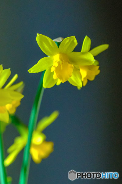 DSC05376-鉢植え水仙-7