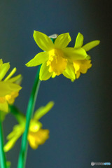 DSC05376-鉢植え水仙-7