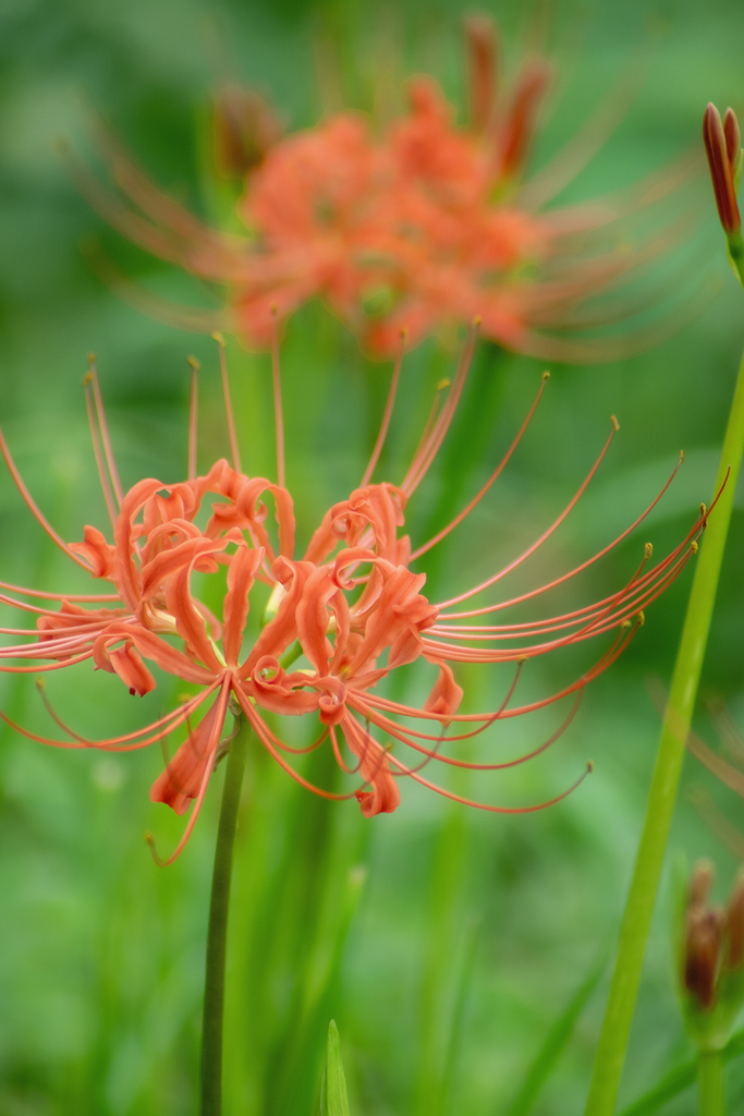 DSC09525. 咲き始めました