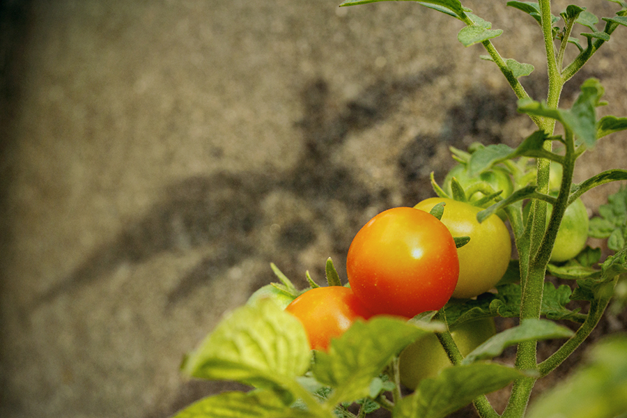 DSC09129.  夏の朝.