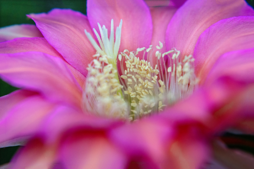 DSC02106. 蕊の園を尋ぬ