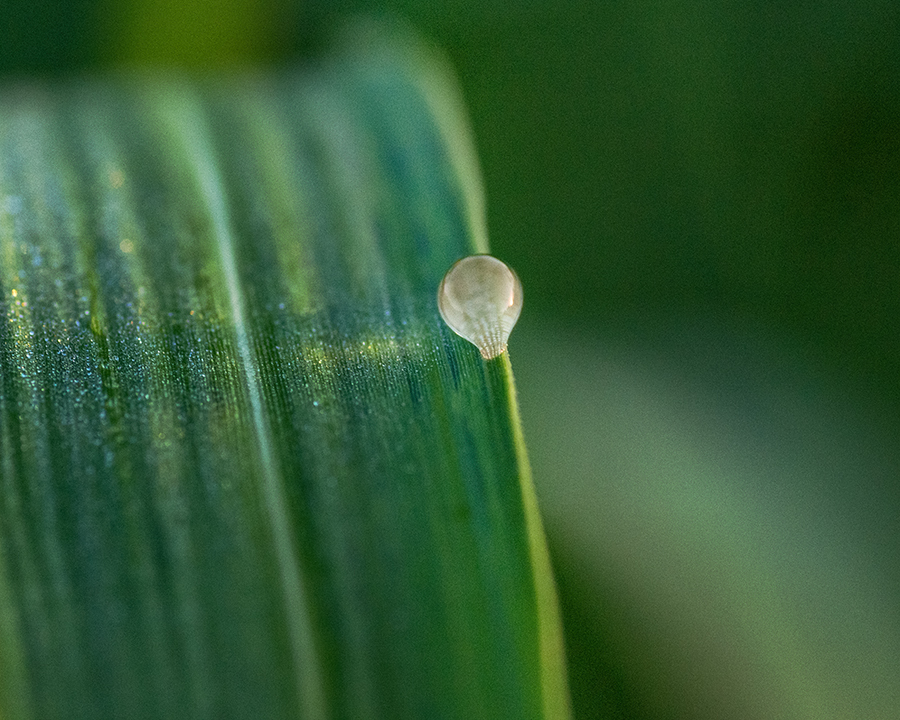 DSC04893. あっマツダランプた゛