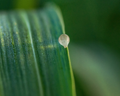 DSC04893. あっマツダランプた゛
