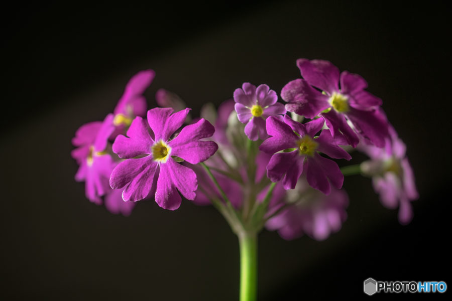 DSC05710-サクラソウ-2