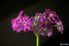 DSC05710-サクラソウ-2