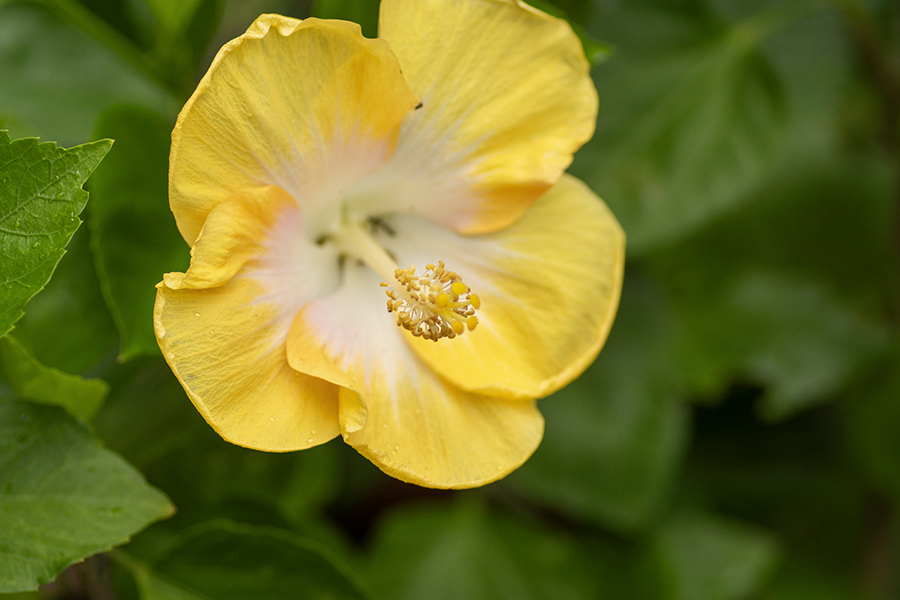 DSC09477. 夏に時めく