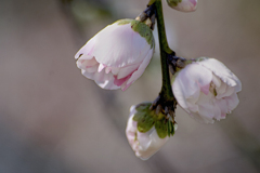 DSC05104. 花の道にて