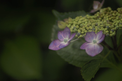 紫陽花たちも、おしゃべりする？