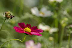 DSC09569. エキセントリックな秋桜