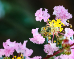 DSC03691  収穫たっぷりの蜜の玉