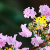 DSC03691  収穫たっぷりの蜜の玉