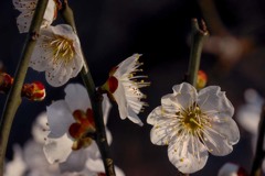 DSC0011 白い梅たち