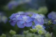 DSC03031 水無月の華-2