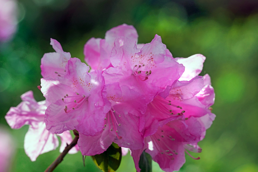 四月八日の石楠花-1