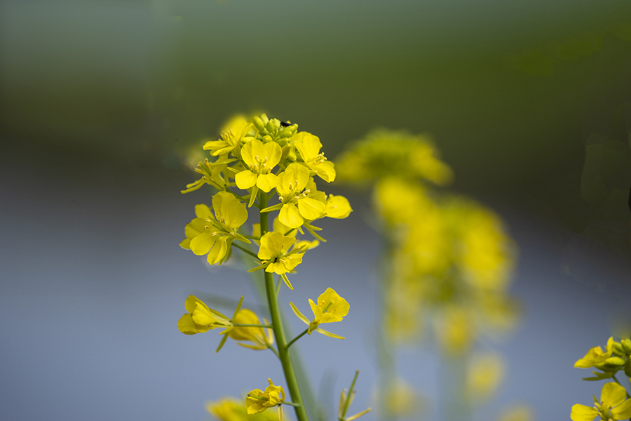 DSC05341.土手の菜の花