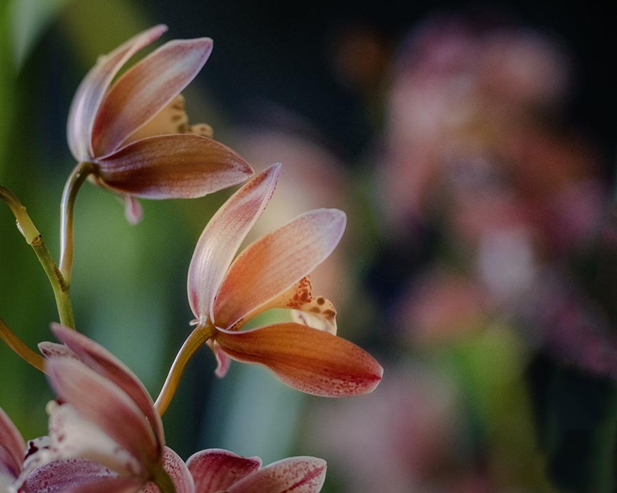 DSC02004 花に冬陽射し