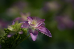 紫陽花妖精は光の中