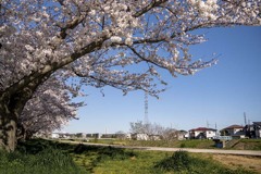 DSC07939. 綾瀬川遊歩道-1