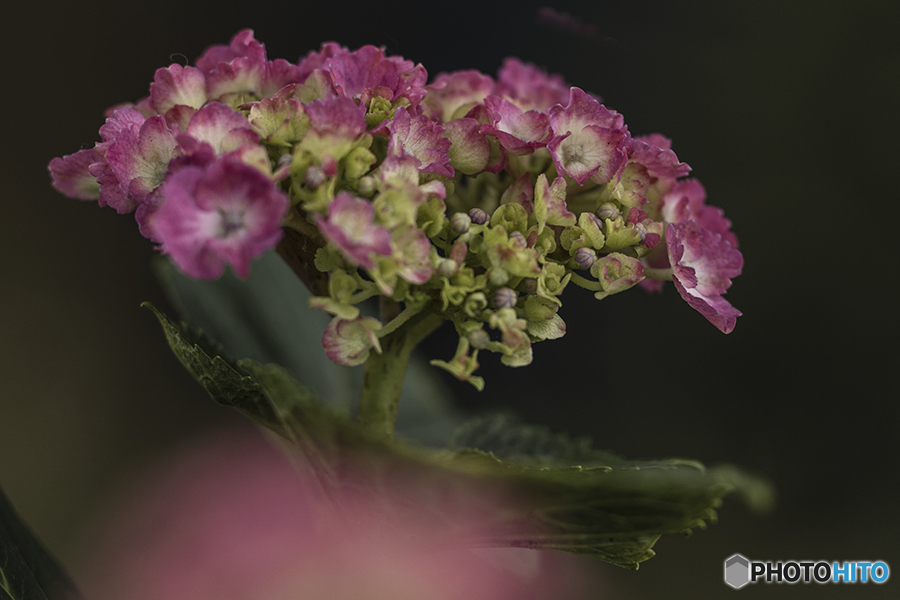 DSC06924 土手の紫陽花15番