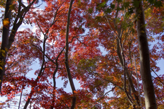 本土寺さんの紅葉-1