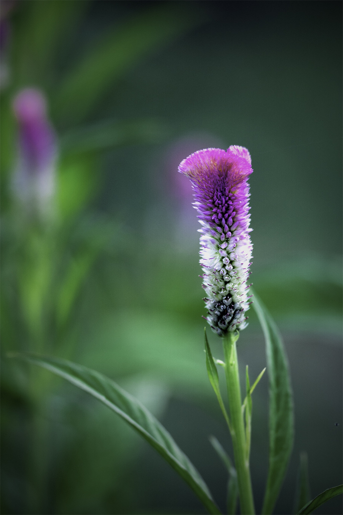 DSC01743  カラフル鶏頭-2