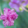 DSC04566 枝垂れる百日紅
