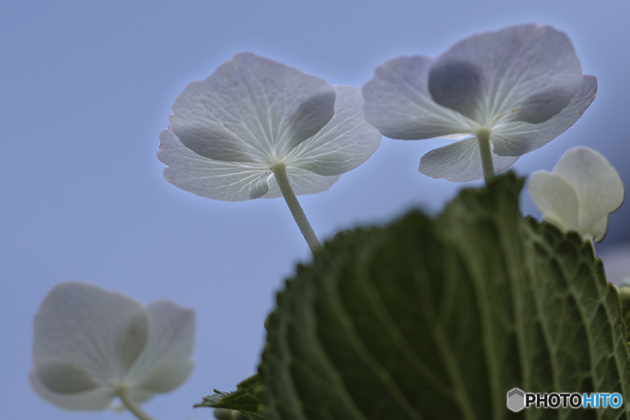 DSC07064紫陽花 花紋の綾-2
