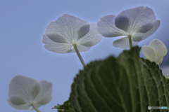 DSC07064紫陽花 花紋の綾-2