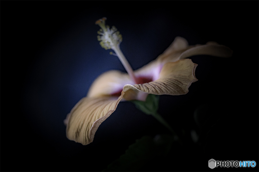 DSC08833  麗しのハイビスカス 