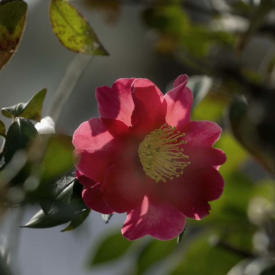 DSC03577 春近し