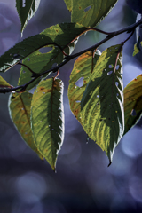 永らえる  DSC04319