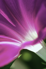 飛んで朝顔に付く夏の虫(飛んで火に入る夏の虫)