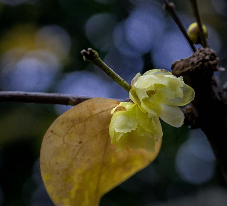 DSC06625. 清楚な素芯蠟梅