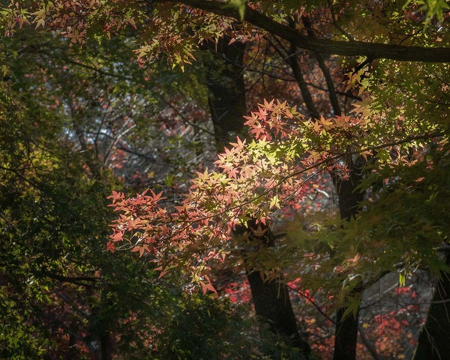 DSC01337 平林寺の紅葉-2