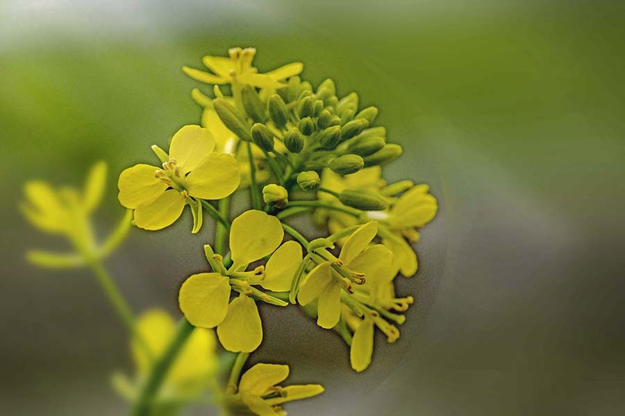 DSC01941- 野辺の菜の花