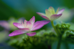 遠く近くDSC01703.