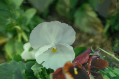 DSC06132. 白いビオラ　jpg