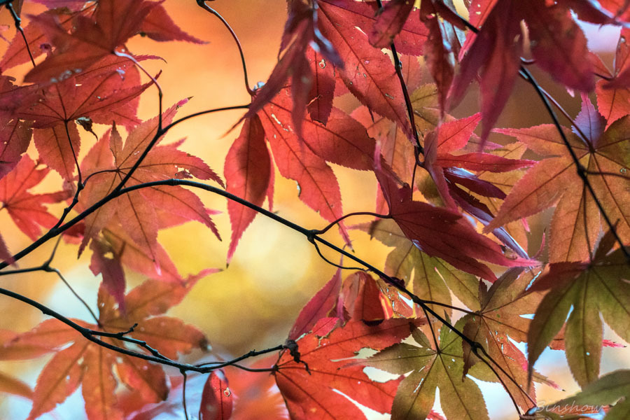 DSC04562-紅葉八番