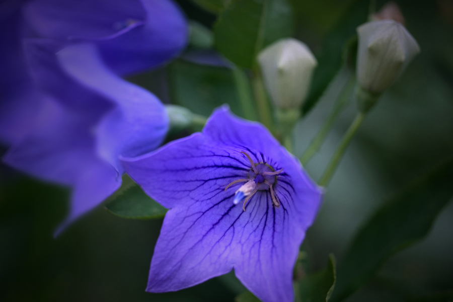 桔梗物語 -路地裏に咲いてた桔梗