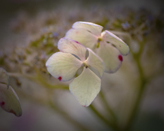 DSC03037 小町紫陽花