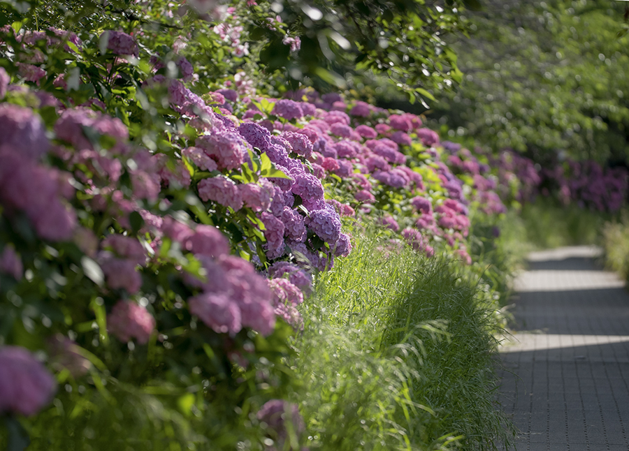 DSC07729 光燦燦遊歩道