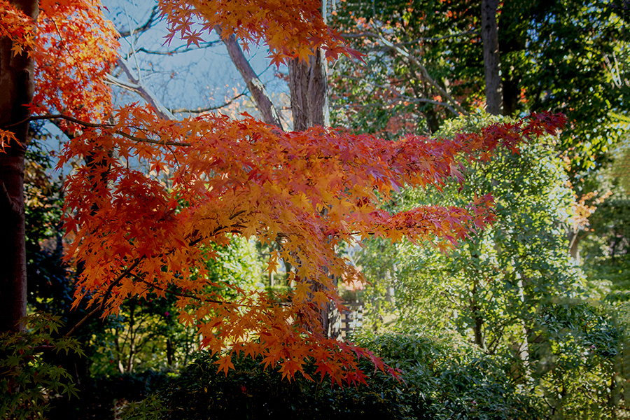 花田苑の錦秋  DSC00658