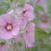 DSC08746. 水無月の華