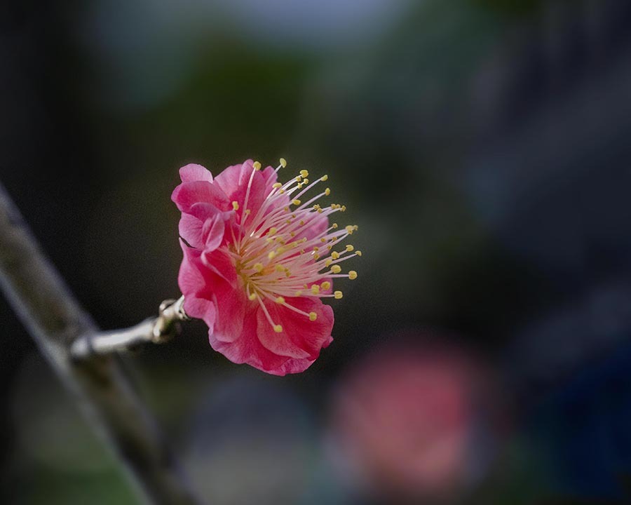 DSC06713 紅梅