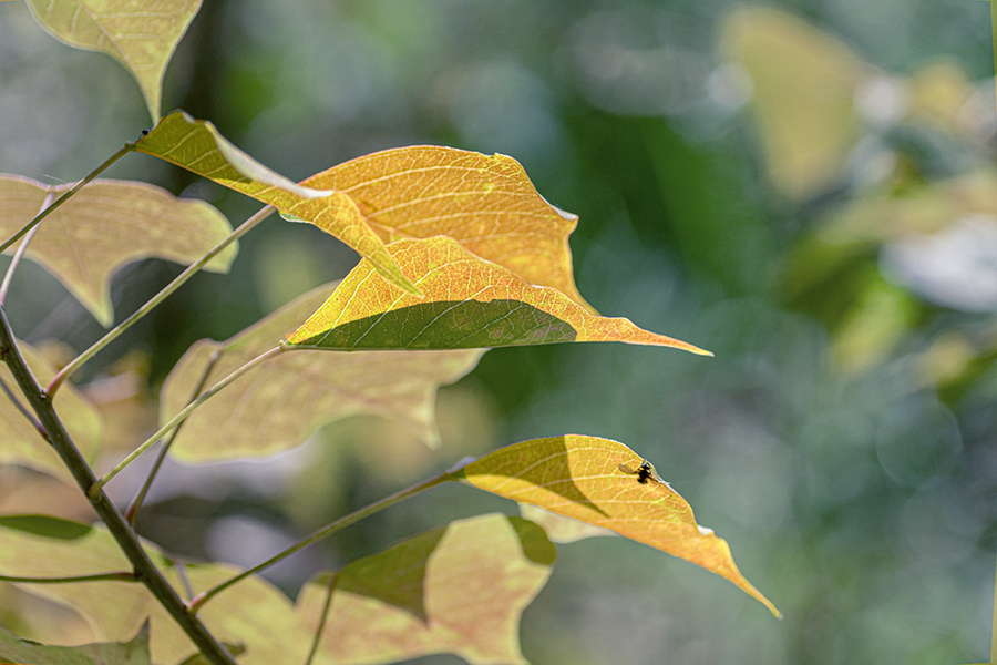 DSC04846. 冬が来る前に