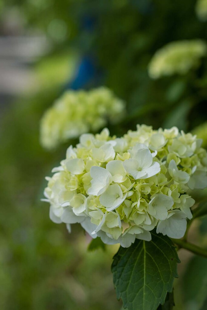 DSC08907. 紫陽花が咲いて居た