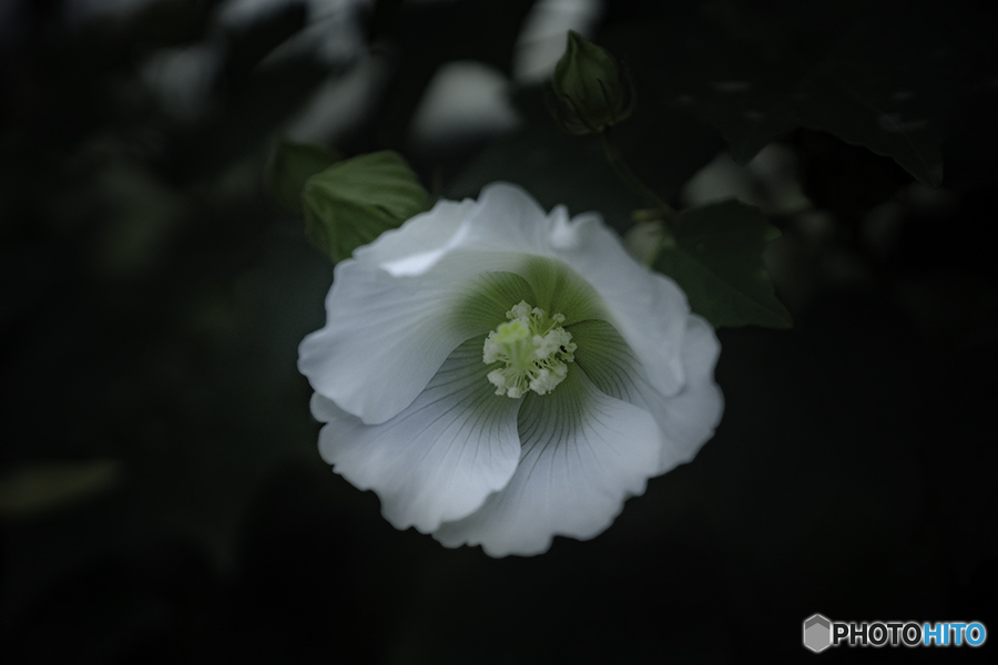DSC09015 白い花