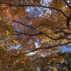 DSC06262. 仰ぐ紅葉　