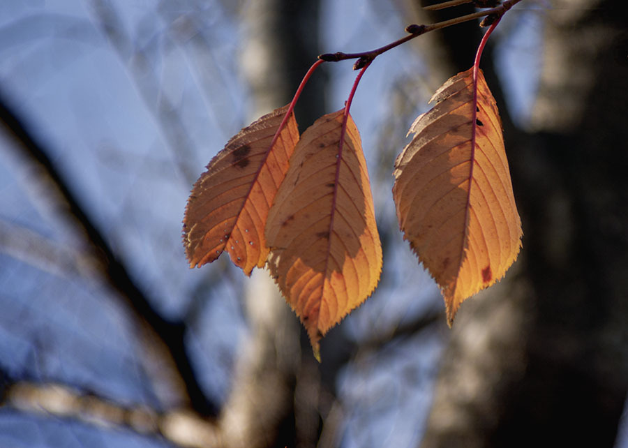 語り合い集う友　DSC01000